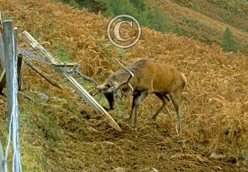 Red Stag in Wire Traped in Fence DM0675